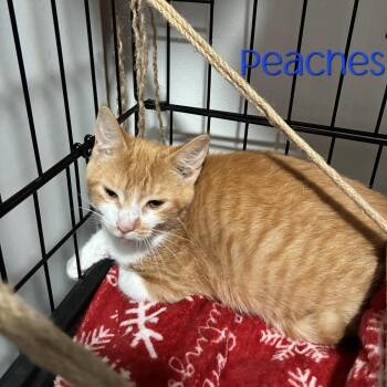 Peaches -  Domestic Short Hair Cat for Adoption in Parkersburg, West Virginia - Peaches | PetCurious