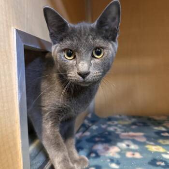 Hamish -  Domestic Short Hair Cat for Adoption in Chesapeake, Virginia - Hamish | PetCurious