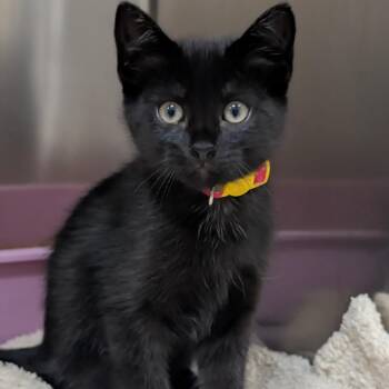 Domestic Short Hair Cats Available for Adoption in Galveston, Texas - Lillith | PetCurious