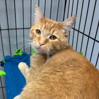 Domestic Short Hair Cats Available for Adoption in Buffalo, New York - Biscuit | PetCurious