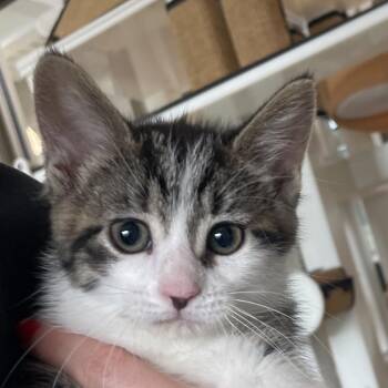 Domestic Short Hair Cats Available for Adoption in Chicago, Illinois - Polka | PetCurious