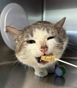 Domestic Short Hair Cats Available for Adoption in Missoula, Montana - O`Malley | PetCurious