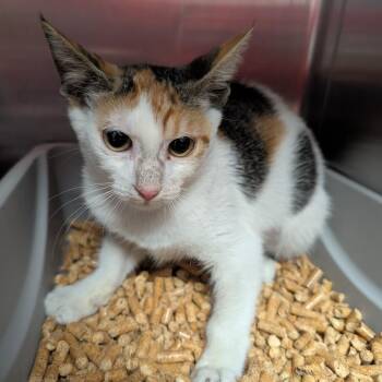 Lady Cuteness -  Domestic Short Hair Cat for Adoption in Titusville, Florida - Lady Cuteness | PetCurious