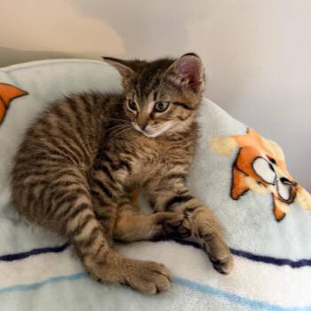 Domestic Medium Hair Cats Available for Adoption in Emporia, Kansas - Merri | PetCurious