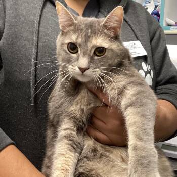 Rosie -  Domestic Short Hair Cat for Adoption in Tampa, Florida - Rosie | PetCurious