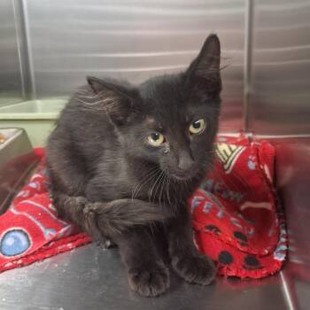 Miso -  Domestic Short Hair Cat for Adoption in Gautier, Mississippi - Miso | PetCurious