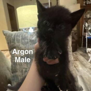 Rescue Domestic Short Hair Cats for Adoption in Branson, Missouri - Argon | PetCurious