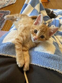 Ember -  Domestic Short Hair Cat for Adoption in Walnut Creek, California - Ember | PetCurious