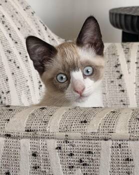 Reggie and Steve -  Siamese and Snowshoe Cat for Adoption in Walnut Creek, California - Reggie And Steve | PetCurious