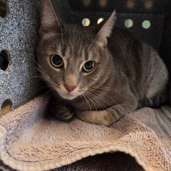 Domestic Short Hair Cats Available for Adoption in Pasadena, California - Cookie | PetCurious