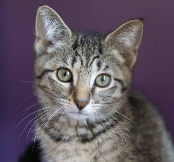 Gmail -  Domestic Short Hair Cat for Adoption in Pontiac, Michigan - Gmail | PetCurious