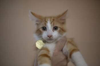 Andy -  Domestic Long Hair and Tabby Cat for Adoption in Mountain Home, Arkansas - Andy | PetCurious