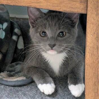 Domestic Short Hair Cats Available for Adoption - Coconut Cream | PetCurious