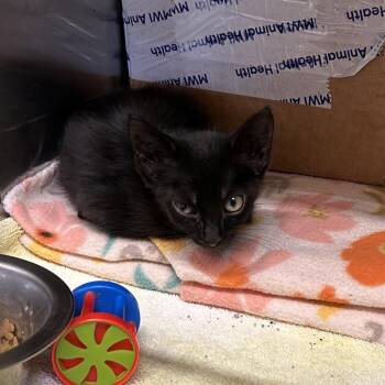 Wanda -  Domestic Short Hair Cat for Adoption in Starkville, Mississippi - Wanda | PetCurious