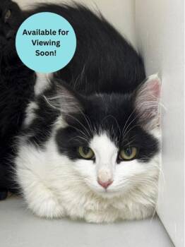 Minty -  Domestic Medium Hair and Domestic Short Hair Cat for Adoption in Kalispell, Montana - Minty | PetCurious