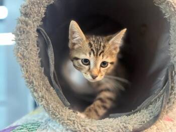 Arrow -  Domestic Short Hair Cat for Adoption in Lovingston, Virginia - Arrow | PetCurious