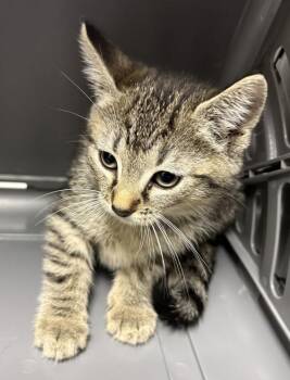 Nf-22 Gooseberry -  Domestic Short Hair Cat for Adoption in Lawrenceville, Georgia - Nf-22 Gooseberry | PetCurious