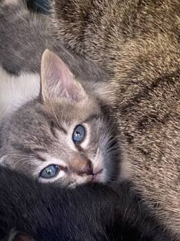 Rescue Domestic Short Hair Cats for Adoption in Chamblee, Georgia - Gordon | PetCurious