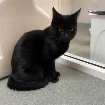 Domestic Short Hair Cats Available for Adoption - Baghera | PetCurious