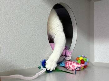 Lucee -  Domestic Short Hair Cat for Adoption in New York, New York - Lucee | PetCurious