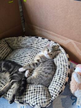 Olive -  Domestic Short Hair Cat for Adoption in Roanoke, Virginia - Olive | PetCurious