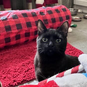 Domestic Short Hair Cats Available for Adoption - Vinnie  | PetCurious