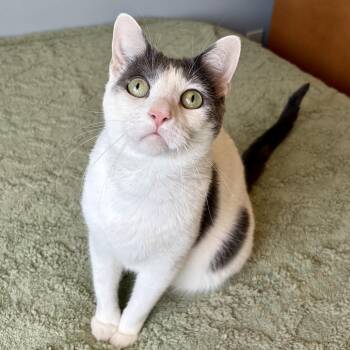Clover -  Domestic Short Hair Cat for Adoption in Costa Mesa, California - Clover | PetCurious