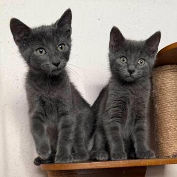 Jackson -  Domestic Short Hair Cat for Adoption in Madison, Wisconsin - Jackson | PetCurious