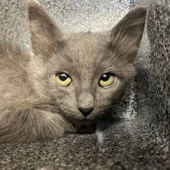 Graphite -  Domestic Medium Hair Cat for Adoption in Norman, Oklahoma - Graphite | PetCurious