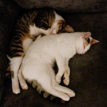 Sandy and Tommy (both blind) foster urgently needed -  Egyptian Mau and Turkish Angora Cat for Adoption in Mississauga, Ontario - Sandy And Tommy (both Blind) Foster Urgently Needed | PetCurious