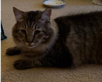 Maxwell (bonded w Portia) -  Domestic Long Hair Cat for Adoption - Maxwell (bonded W Portia) | PetCurious