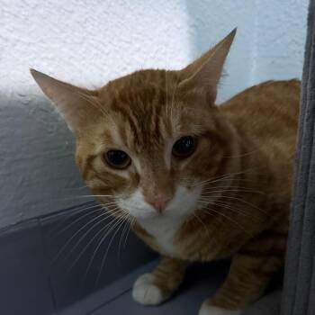 Jeb -  Domestic Short Hair Cat for Adoption in Casa Grande, Arizona - Jeb | PetCurious