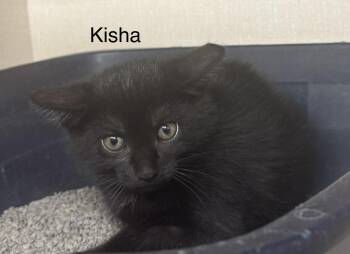 Kisha -  Domestic Short Hair Cat for Adoption in Ulster, Pennsylvania - Kisha | PetCurious