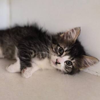Butterfly -  Domestic Short Hair and Mixed Breed Cat for Adoption in Woodstock, Illinois - Butterfly | PetCurious