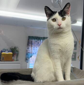 Domestic Short Hair Cats Available for Adoption - Jimmy | PetCurious