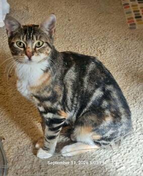 Mamacita -  Domestic Short Hair Cat for Adoption in Olympia, Washington - Mamacita | PetCurious