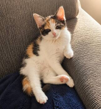 Dottie -  Calico and Domestic Short Hair Cat Available for Adoption in Greensburg, Pennsylvania - Dottie | PetCurious