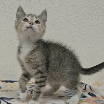 Scootie -  Domestic Short Hair Cat for Adoption in Red Wing, Minnesota - Scootie | PetCurious