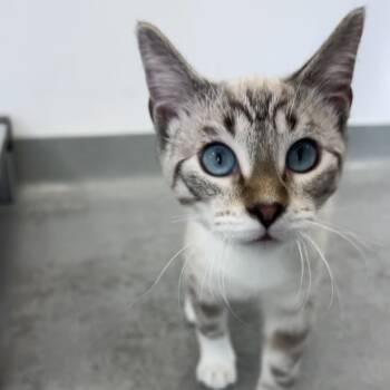 Rescue Siamese Cats for Adoption in Chicago, Illinois - Bevo (bonded With Buc-ee) | PetCurious