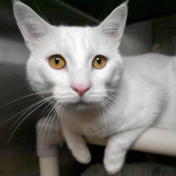 Domestic Short Hair Cats Available for Adoption in West Palm Beach, Florida - Angel | PetCurious