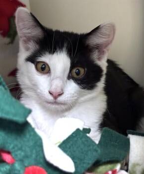 Domestic Short Hair Cats Available for Adoption in Dedham, Massachusetts - ARABELLA | PetCurious