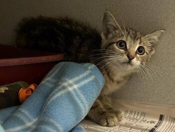 Flutter -  Domestic Short Hair Cat for Adoption in Mason City, Iowa - Flutter | PetCurious