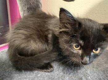 NORDY -  Domestic Medium Hair Cat for Adoption in Auburn, California - NORDY | PetCurious