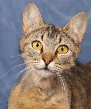 Sphinx -  Domestic Short Hair Cat for Adoption in Fort Worth, Texas - Sphinx | PetCurious