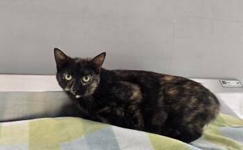 Domestic Short Hair Cats Available for Adoption in Dickson, Tennessee - Kelly | PetCurious