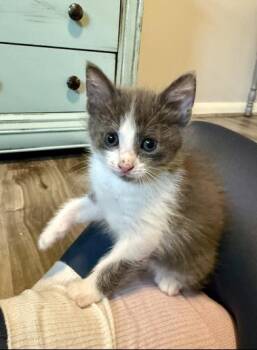 Moro -  Domestic Short Hair Cat for Adoption in Liverpool, Texas - Moro | PetCurious