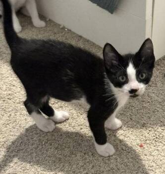Pierre -  American Shorthair and Tuxedo Cat for Adoption in Rockville, Maryland - Pierre | PetCurious