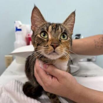 Domestic Short Hair Cats Available for Adoption - Milk | PetCurious