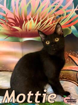 Rescue Domestic Short Hair Cats for Adoption in Douglasville, Georgia - Mottie | PetCurious