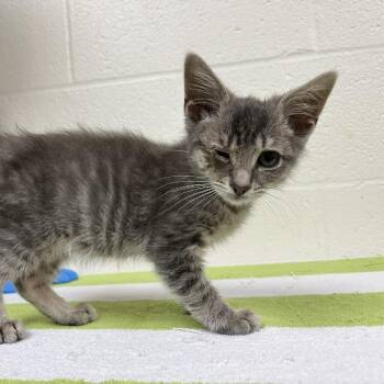 Milky Way -  Domestic Short Hair Cat for Adoption in Harrisonburg, Virginia - Milky Way | PetCurious